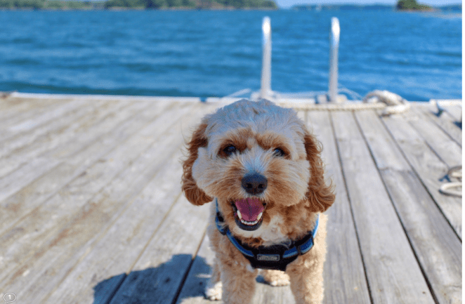 Screen Shot 2019-08-15 at 3.20.49 PM.png